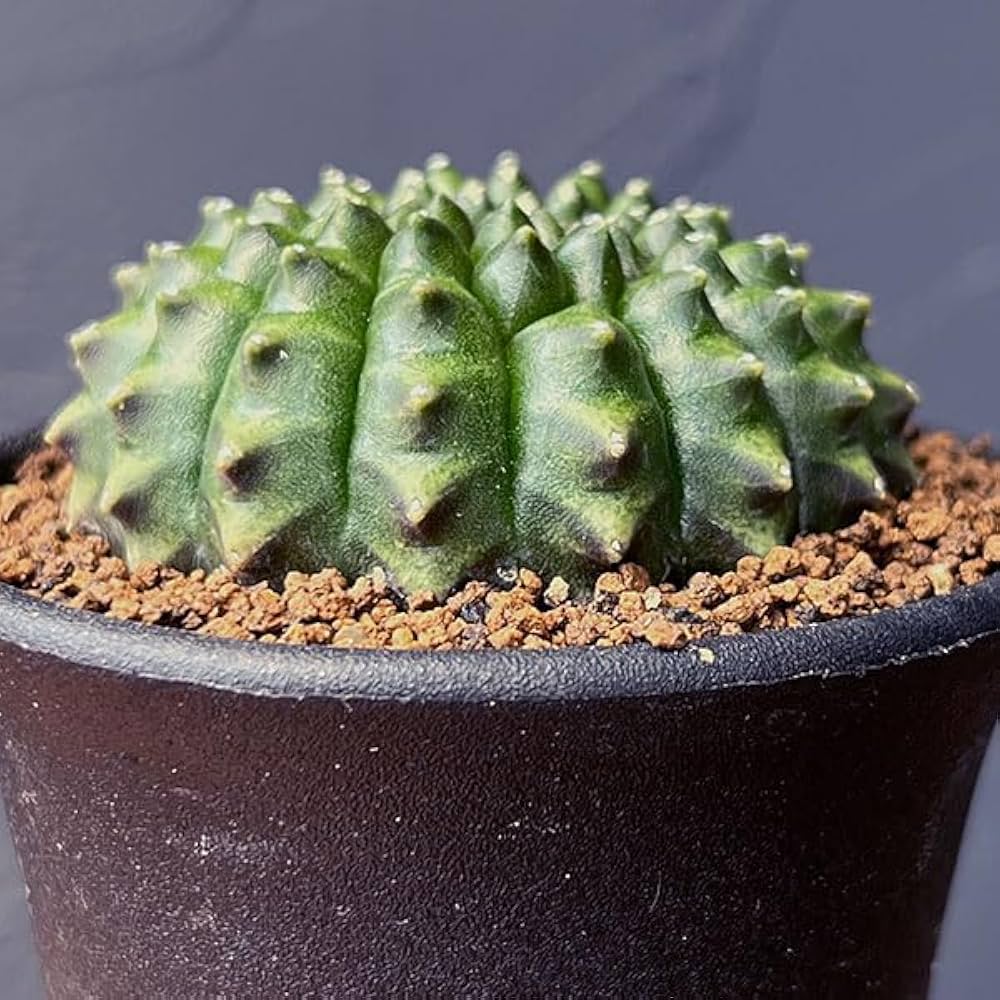 人気作家★キムホノ（金憲縞）★炭化ぐい呑み 人気作家☆キムホノ（金憲縞）☆炭化ぐい呑み